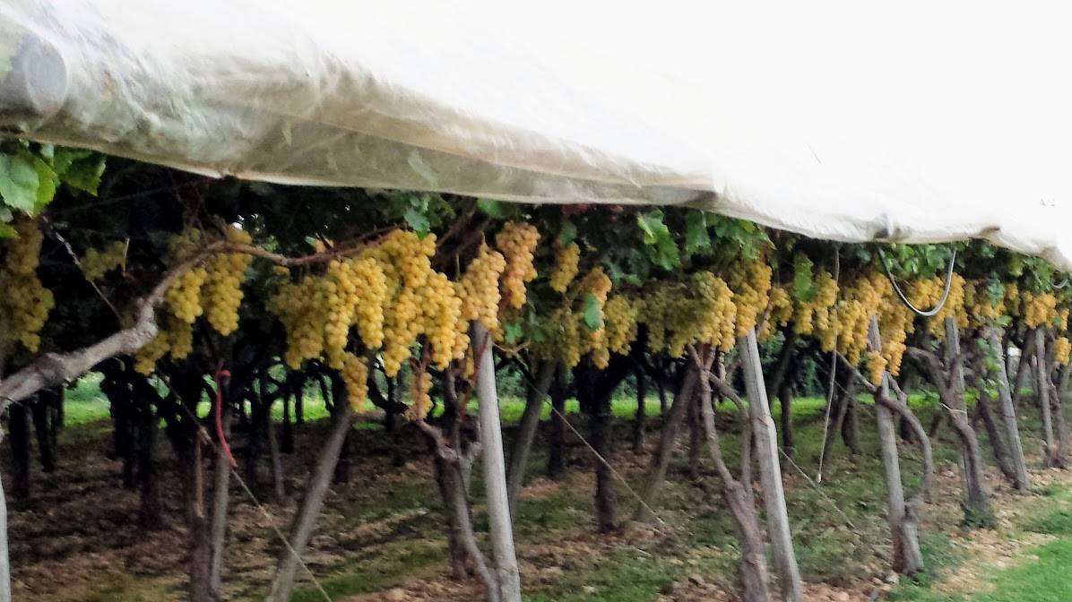 cubierta-plastica-uva|cubiertas-plasticas-uva-INIA-Ch